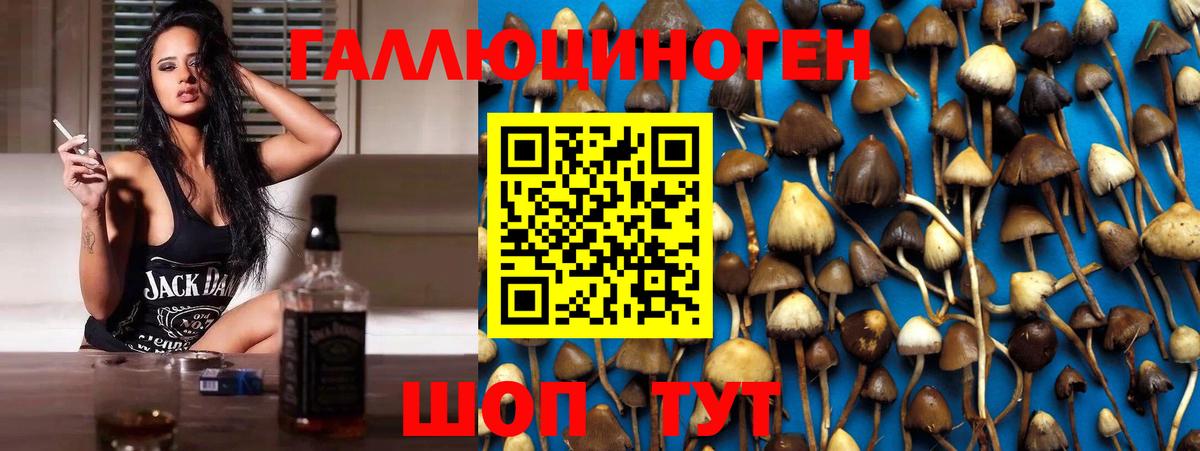 Ногинск  Галлюциногенные грибы Psilocybine cubensis  Вход с VPN 